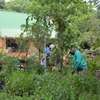 Emergency Gardeners Nairobi - 24/7 Gardening Services thumb 0