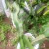 Dragon fruit seedling plant thumb 1