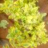 Golden yurata, Golden, white yurata seedlings thumb 0