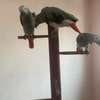 African Grey Parrots for rehoming thumb 3