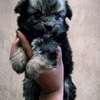 Lovely maltese puppies thumb 1