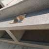Terrazzo & Tile Works Kisumu thumb 7