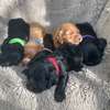English Cocker Spaniel thumb 4