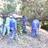 Cheap Tree Cutting Services-Tree Cutting Company | Tree Removal Experts In Kenya. thumb 6