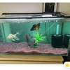 Aquarium Cleaning Service Nairobi - Mobile Aquarium Services thumb 2