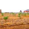Prime Residential plots for sale Mwalimu Farm Ruiru-1/4acre thumb 4
