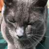 Russian blue kitten for rehoming thumb 0
