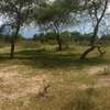 5,000 Acres On Ewaso Nyiro River in Kajiado Is For Sale thumb 3