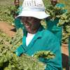 Are you an Employer looking for reliable staff/ Farm Workers? thumb 6
