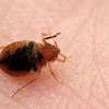 Bed Bug Fumigation and Pest Control Services in Ruiru/Runda thumb 0