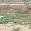 4.5 ac Land in Athi River thumb 2