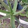Ported Aloe Vera Plant thumb 0