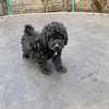 Toy poodle 🐩 thumb 1
