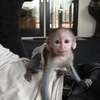 Capuchin Monkeys For Sale thumb 1