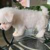 Maltese puppy for sale thumb 0