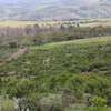 50*100 Land For Sale In Nakuru thumb 1