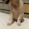Labrador puppy ready for rehoming thumb 3