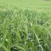 2,000 Acres Irrigated Is Available For Lease in Narok thumb 2