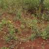 0.1 ha residential land for sale in Ngong thumb 1