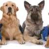 Dog Training Services | Home Dog Training & Behaviour-  Obedient, Loyal, Protective | One-to-one dog training, all levels | We’re available 24/7. Give us a call today. thumb 4