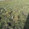 Lovely One Eighth Plots in Ongata Rongai thumb 3