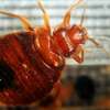 Bed Bugs Pest Control Services in Nairobi thumb 6