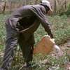 Landscaping & gardening services in Nairobi Kenya thumb 1