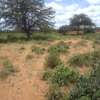 163 Acres Touching Makindu-Wote Road Is Available For Sale thumb 3