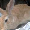 Quality Hybrid Rabbits thumb 1