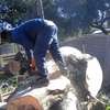 Dangerous Tree Cutting, Tree Trimming, Tree Felling- 100% satisfaction guaranteed thumb 13