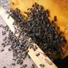 EXPERT LIVE BEE REMOVAL AND BEEKEEPING SERVICES thumb 4