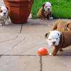 English Bulldog puppies for adoption thumb 1