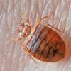 Bed Bug Pest Control In Westlands/Kitisuru/Parklands thumb 0