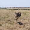 3 days Masai Mara safaris thumb 10