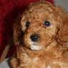 Toy Poodle Multiple Clear DNA Tests thumb 1