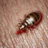 Bed Bugs Fumigation & Pest Control Services in Imara Daima thumb 0