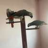African Grey Parrots available now thumb 1