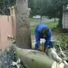 Tree cutting service Nairobi.Fast friendly & affordable. thumb 6
