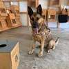 Nairobi Puppy and Dog Training - Home Based Dog Training. thumb 1