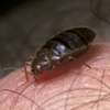 Bed Bug Extermination Services.lowest Price Guarantee.Call Now.We are 24/7. thumb 4