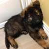 Sable German shepherds thumb 0