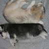 HUSKY PUPPIES  looking for a new home thumb 3