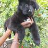 Solid Black German Shepherd Puppy thumb 3