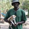 Best dog training in Nairobi-In-home dog training in Nairobi thumb 8