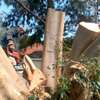 Expert Tree Cutting Services | Tree Cutting and Stump Removal Services| Bestcare Tree Service | Tree Trimming Service | Tree Removal And Landscaping | Affordable Tree Cutting Services | Bestcare Tree Trimming | Reliable Tree Cutting Service in Nairobi | Tree Cutting Services Nairobi.Get A Free Quote Now. thumb 11