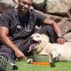 Dog Behaviour Training In Nairobi- Dog Obedience Training thumb 3
