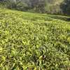 5 acres Tea plantation Kagwe thumb 2