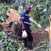 Bestcare Professional tree felling,Tree cutting,Tree Pruning & Trimming Specialists. thumb 14