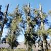 Tree Cutting & Removal - Tree Felling Service Kenya thumb 0