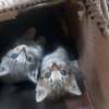 Cute kittens ready to rehome thumb 1